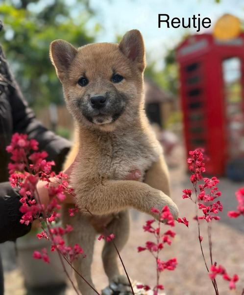 Shiba Inu pups, Dieren en Toebehoren, Honden | Niet-rashonden, Middel, Meerdere dieren, Particulier, Meerdere, Nederland, 8 tot 15 weken
