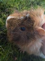 Cavia, Dieren en Toebehoren, Cavia, Februari, Mannelijk, Tam