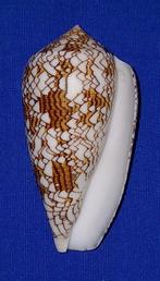 schelpen, Conus textile, Ophalen of Verzenden, Schelp(en)