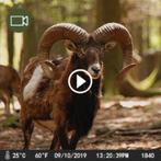 CEYOMUR CY63, Wildlife Camera, 4K HD wildcamera, Ophalen of Verzenden, Nieuw, Buitencamera