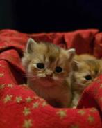 Golden shaded britskorthaar kittens, Dieren en Toebehoren, Katten en Kittens | Raskatten | Korthaar, Kater, 0 tot 2 jaar