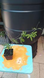 Passiebloem Blauw, Tuin en Terras, Ophalen, Volle zon, Vaste plant, Klimplanten