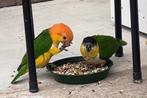 2 jonge tamme caiques, Dieren en Toebehoren, Mannelijk, Papegaai, Tam