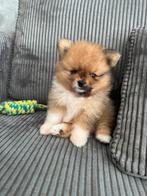 🐶( Pomeriaantje )🐶 Laatste pup zoekt nog een goud mandje, Dieren en Toebehoren, Honden | Poolhonden, Keeshonden en Oertypen