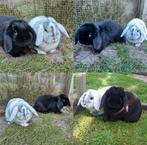 Super lief koppel, Dieren en Toebehoren, Konijnen, Meerdere dieren, Dwerg, Hangoor, 0 tot 2 jaar