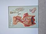 3D anatomische schoolplaat, Ophalen of Verzenden, Film en Tv, Rechthoekig Staand, Gebruikt