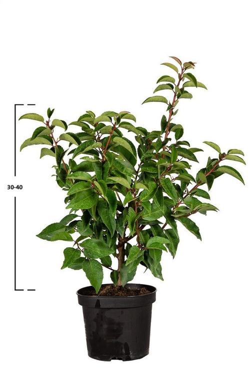 Portugese Laurier, Tuin en Terras, Planten | Struiken en Hagen, Haag, Laurier, Minder dan 100 cm, Ophalen