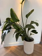 Strelitzia nicolai, Huis en Inrichting, Kamerplanten, Ophalen, Volle zon, 150 tot 200 cm