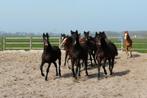 Halle Weidegang en eventueel stallen gezocht Halle, Weidegang, 4 paarden of pony's of meer