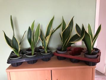 Te koop stekken van de Sanseveria. beschikbaar voor biedingen