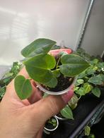 Anthurium redspider/forgettiXsuper silver  (3 stuks), Huis en Inrichting, Ophalen of Verzenden, Overige soorten, Minder dan 100 cm