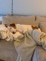 Vriendje of vriendinnetje voor onze bijna 3 jarige draakje, Dieren en Toebehoren, Honden | Niet-rashonden, 6 jaar of ouder, Reu