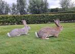 Te koop grote vlaamse reuzen, Dieren en Toebehoren, Konijnen, Mannelijk, Groot, 0 tot 2 jaar