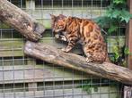 Super lieve Bengaal kater., Dieren en Toebehoren, Katten en Kittens | Raskatten | Korthaar, Kater, Gechipt, 6 jaar of ouder