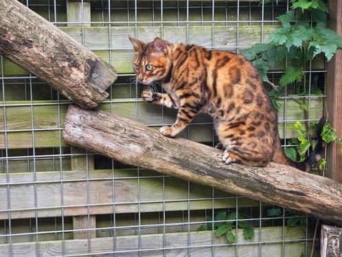 Super lieve Bengaal kater., Dieren en Toebehoren, Katten en Kittens | Raskatten | Korthaar, Kater, 6 jaar of ouder, Met stamboom