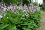Hosta hartlelie tuinplanten 2,16€, Tuin en Terras, Ophalen of Verzenden, Overige soorten, Halfschaduw