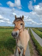 Verzorger / bijrijder gezocht voor 2 pony's / paard, Ophalen of Verzenden, Nieuw, Dressuur