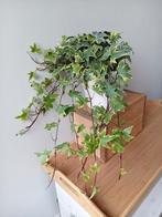 Hangplant 50cm, Ophalen, Overige soorten, Halfschaduw, In pot