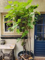 Vijgen boom te koop, Ophalen, Overige soorten