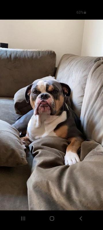 Jack nieuw english bulldog van 4 jaar zoekt een nieuw huisje