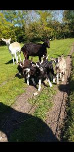 Tamme bokjes, Dieren en Toebehoren, Schapen, Geiten en Varkens, Meerdere dieren, Geit