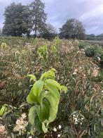 Heptacodium zevenzonenboom leverbaar tot 250 cm hoog., Ophalen of Verzenden, Overige soorten, Struik, 100 tot 250 cm