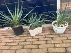 yucca gloriosa, Tuin en Terras, Volle zon, Vaste plant, Zomer, Ophalen