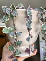 Woodii Variegata/string of hearts in keramieken pot, Huis en Inrichting, Kamerplanten, Ophalen, Overige soorten, In pot, Minder dan 100 cm