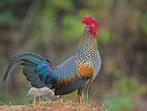 Jonge koppels sonnerat hoen, Dieren en Toebehoren, Pluimvee, Meerdere dieren, Kip