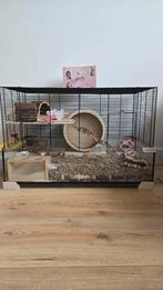 Goudhamster incl kooi en toebehoren. Hand tam! Mannetje, Dieren en Toebehoren, Knaagdieren, Hamster, Mannelijk, Mei, Tam