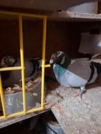 Postduiven te koop, Dieren en Toebehoren, Vogels | Duiven, Meerdere dieren, Postduif