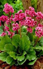 Bergenia Rotblum | Schoenlappersplant | Chemievrij | P9, Overige soorten, Vaste plant, Ophalen of Verzenden, Halfschaduw