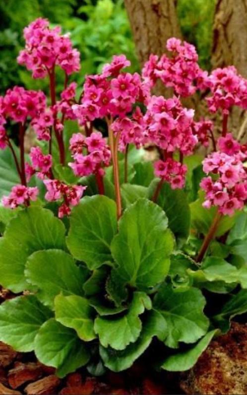 Bergenia Rotblum | Schoenlappersplant | Chemievrij | P9, Tuin en Terras, Planten | Tuinplanten, Vaste plant, Overige soorten, Halfschaduw