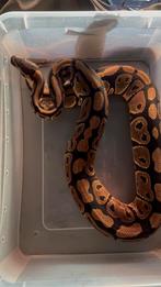 0.1 Normal DH Clown Het Piebald RUILEN KAN, Dieren en Toebehoren, Reptielen en Amfibieën, Slang, Tam, 0 tot 2 jaar