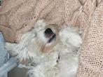Lieve Boomer pup Teefje 4 maanden oud, Rabiës (hondsdolheid), 15 weken tot 1 jaar, Overige rassen, Teef