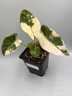 Alocasia Macrorrhiza albo variegata, Overige soorten, In pot, Minder dan 100 cm, Bloeiende kamerplant