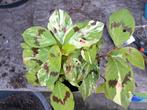 Stekken van de bonte persicaria, opgepot, kan zo de tuin in, Tuin en Terras, Ophalen, Minder dan 100 cm