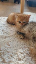 Brititsh kitten  black  golden, Dieren en Toebehoren, Katten en Kittens | Dekkaters