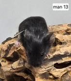 Jonge kleurmuizen., Dieren en Toebehoren, December, Meerdere dieren