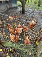 Kippen 1 jaar oud, Dieren en Toebehoren, Pluimvee, Vrouwelijk, Kip