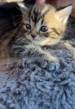 Britse korthaar te koop, Dieren en Toebehoren, Katten en Kittens | Raskatten | Langhaar, Kater