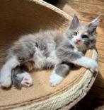 prachtige maine coon kittens met stamboom, Dieren en Toebehoren, Meerdere dieren, Gechipt, 0 tot 2 jaar