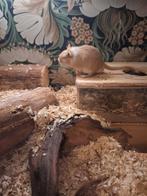 Gerbils inclusief verblijf, Dieren en Toebehoren, Mannelijk, Januari, Overige typen, Tam