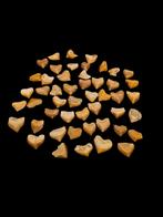 Fossielen haaientanden squalicorax 2 - 3 cm., Ophalen of Verzenden, Fossiel