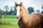 Tinker Merrieveulen Zilverappel, Dieren en Toebehoren, Pony's, Merrie, Recreatiepony, Gechipt, 0 tot 2 jaar