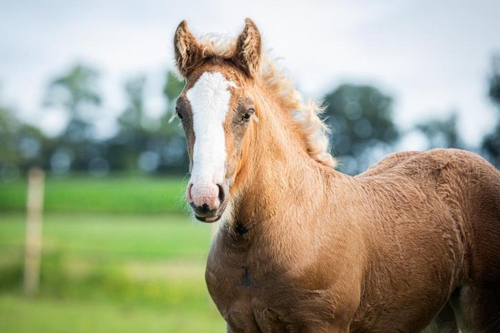 Tinker Merrieveulen Zilverappel, Dieren en Toebehoren, Pony's, Merrie, Recreatiepony, 0 tot 2 jaar, Met stamboom, Gechipt, Ontwormd