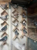 Mooi postduiven te koop, Meerdere dieren, Postduif