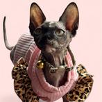 Uniek sphynx meisje 20 weken met stamboom! 💕💕, Dieren en Toebehoren, Katten en Kittens | Raskatten | Korthaar, Poes, Gechipt