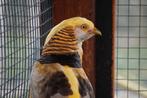 Gele Goudfazanten | Koppels van sierlijke kraagfazanten, Dieren en Toebehoren, Pluimvee, Meerdere dieren, Eend