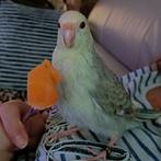 Kakariki man tam, Dieren en Toebehoren, Mannelijk, Parkiet, Geringd
